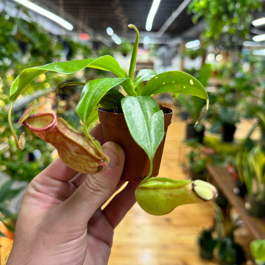 Nepenthes Gaya