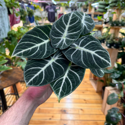 Alocasia Ninja