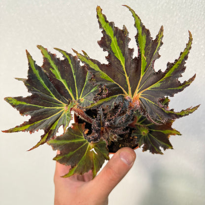 Begonia Breakdance