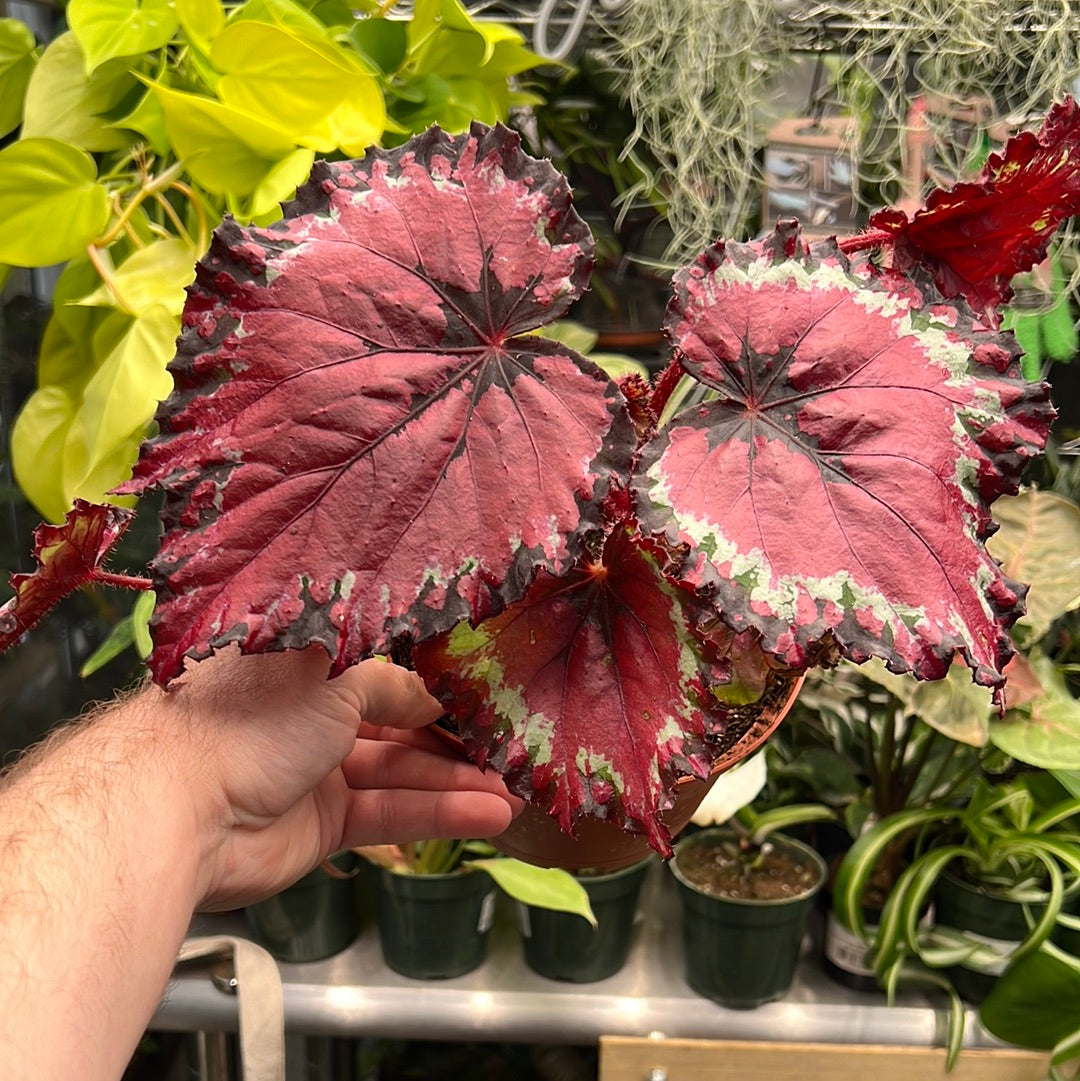 Begonia Queen of Hearts