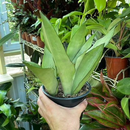 Sansevieria Moonshine