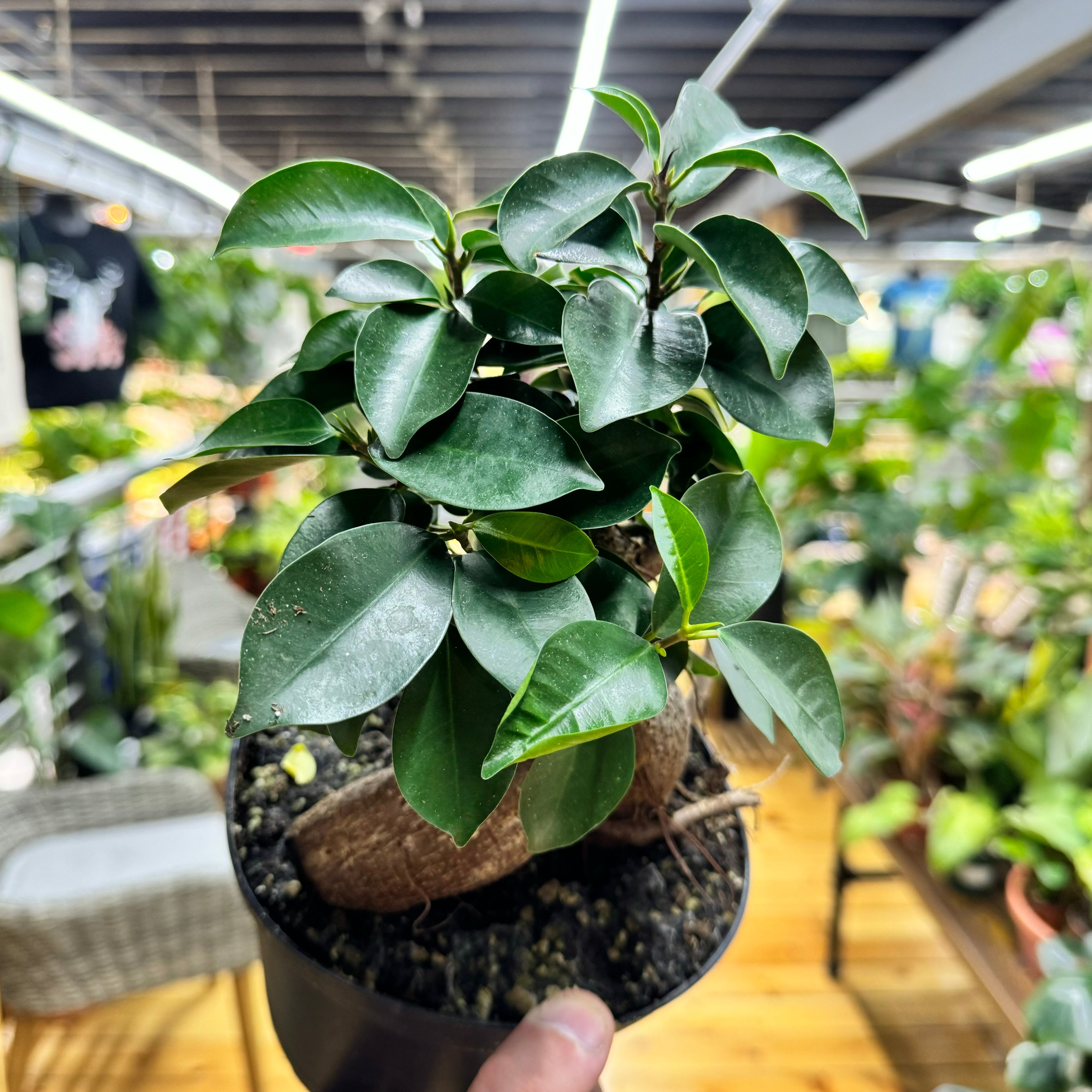 Ficus Ginseng