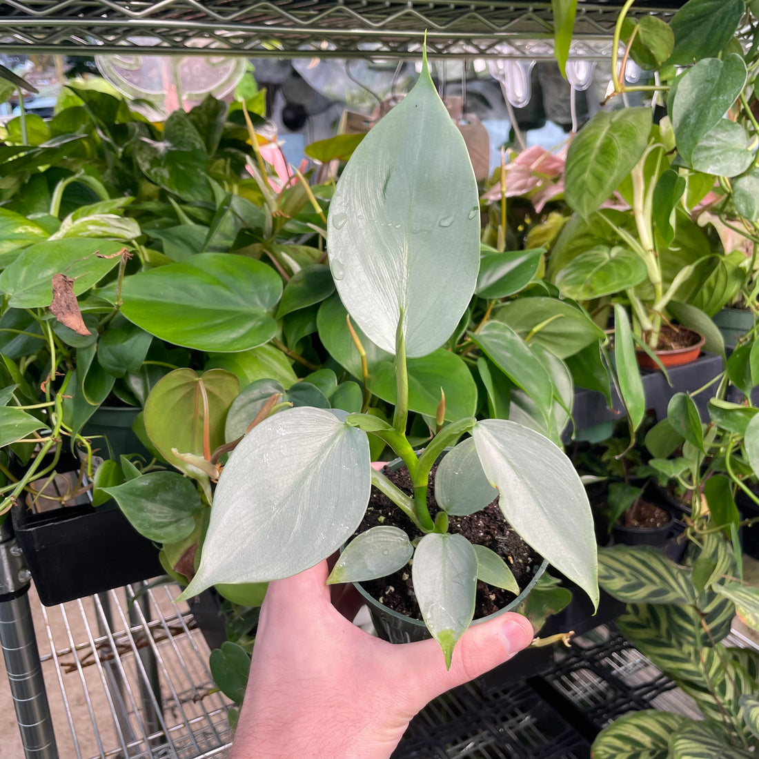 Philodendron Silver Sword