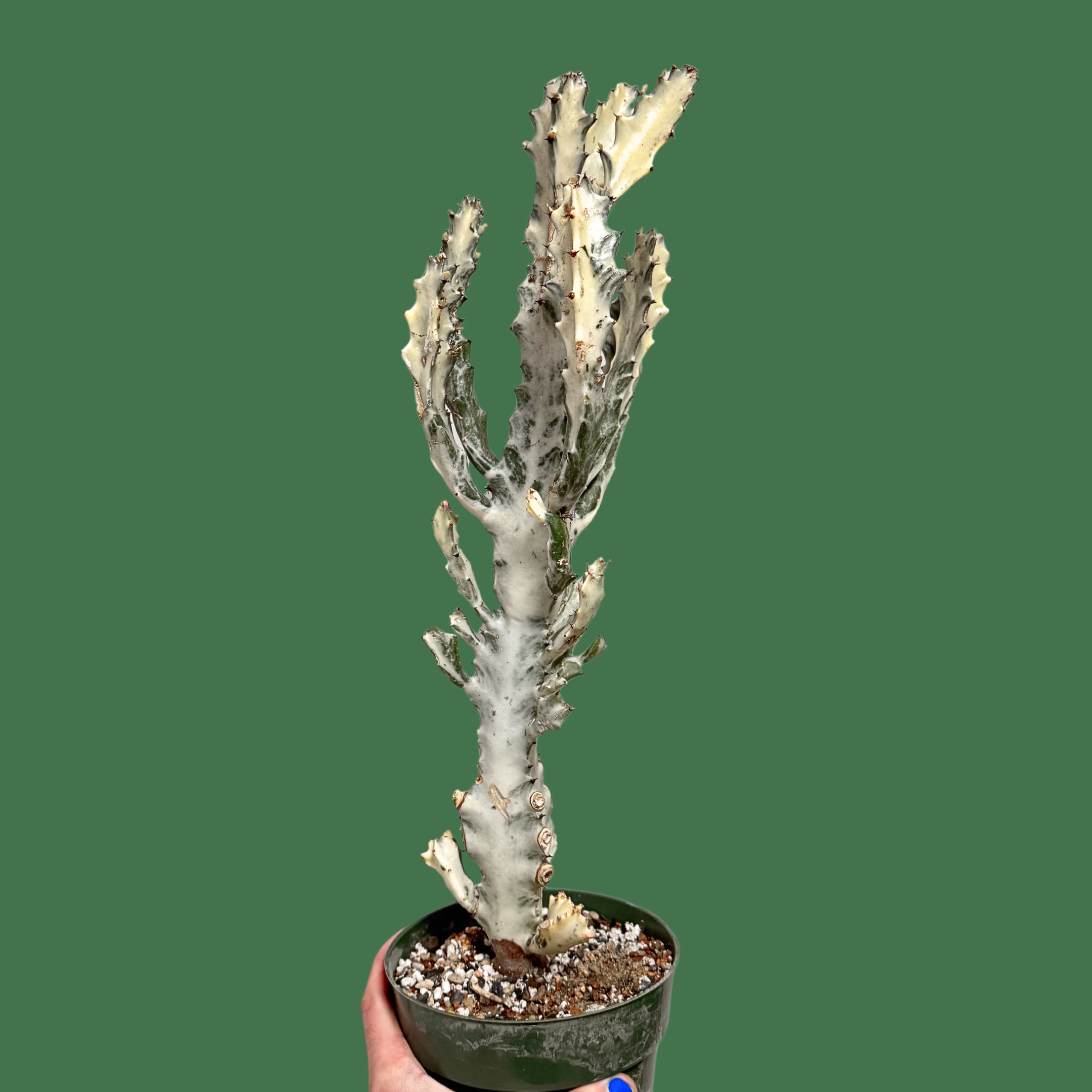 Euphorbia Lactea Ghost