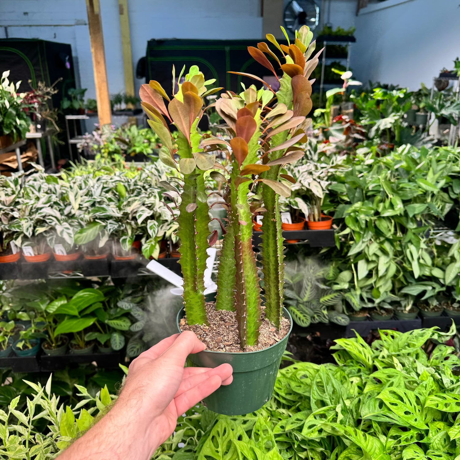 Euphorbia Trigona Rubra