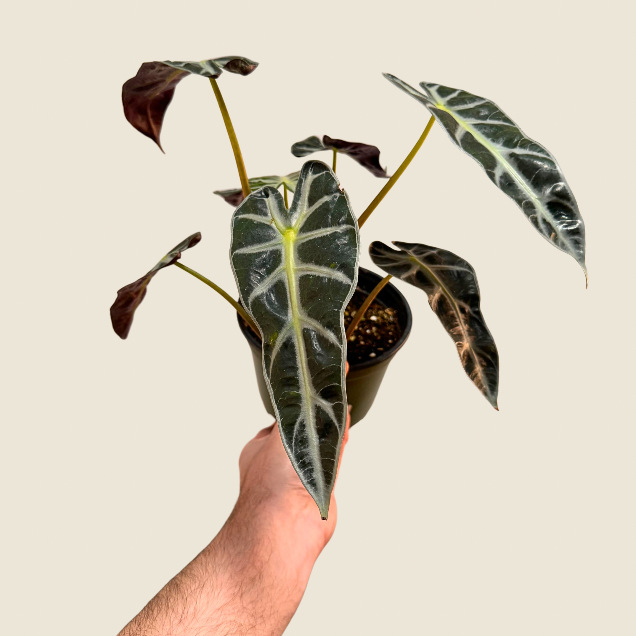 Alocasia Bambino