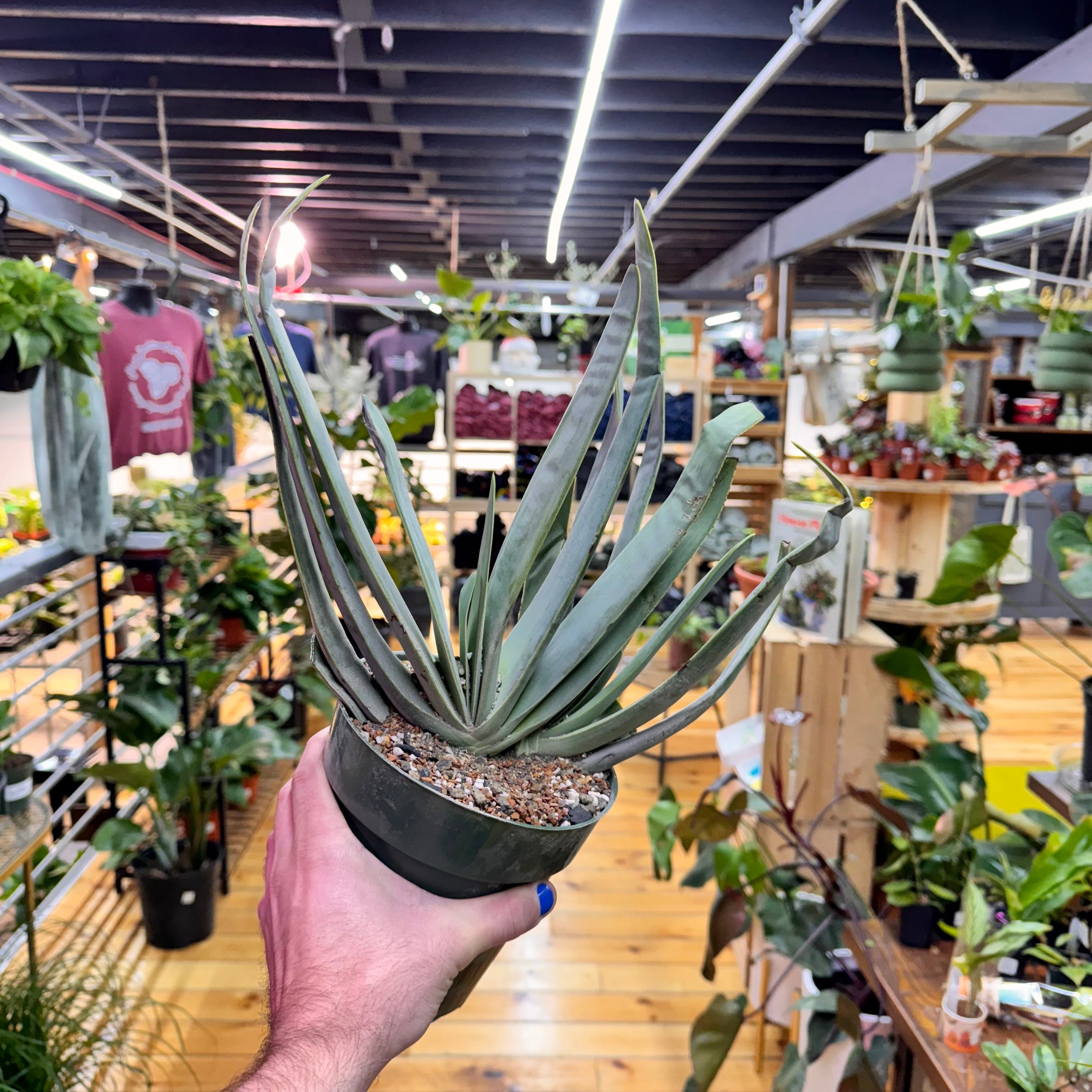 Aloe Fan