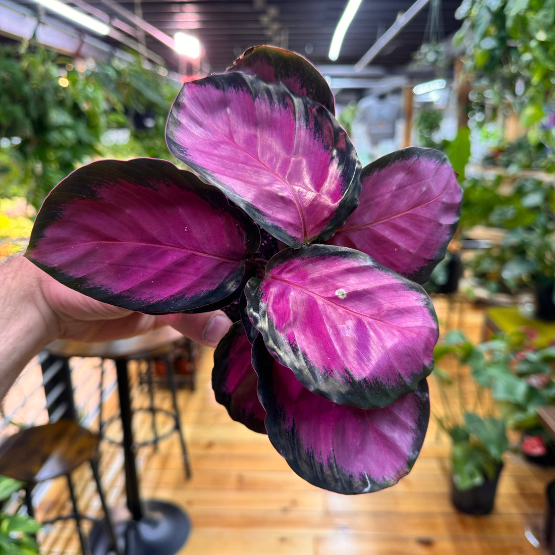 Calathea Purple Rose