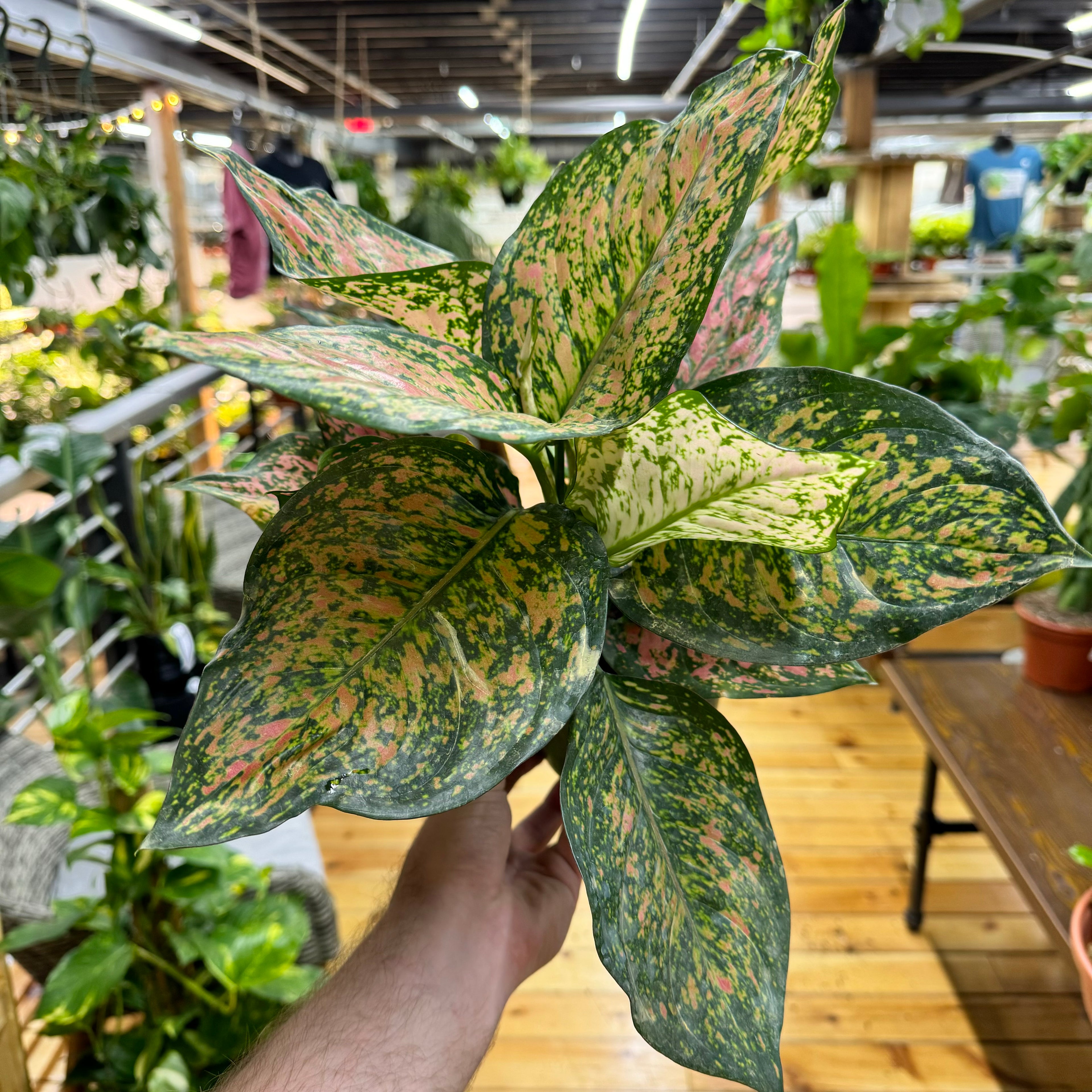 Aglaonema Green Papaya