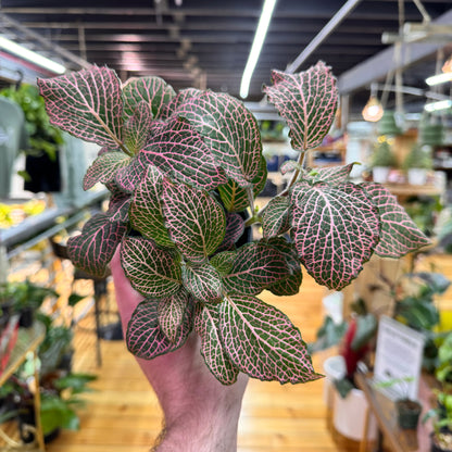 Fittonia Nerve Plant