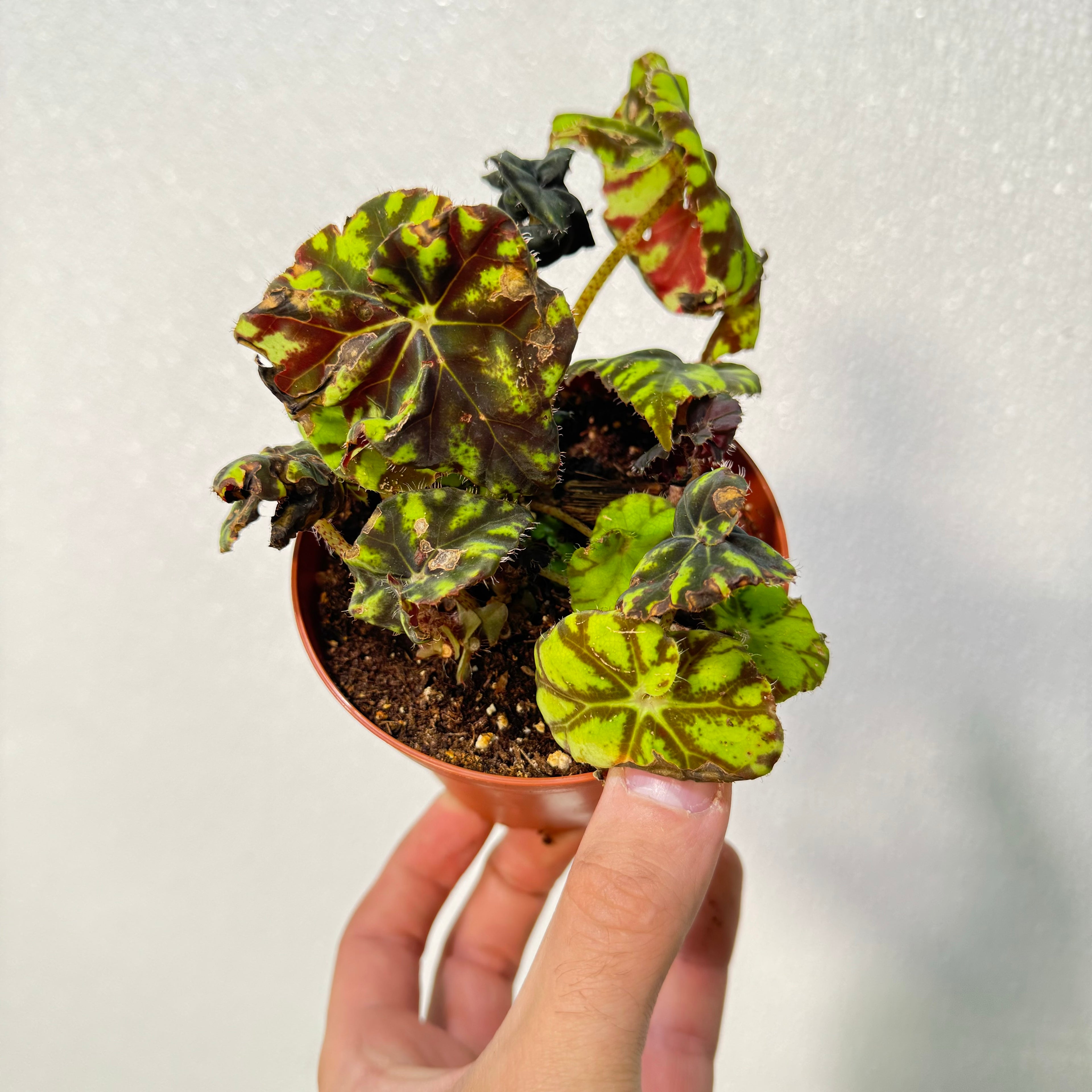 Begonia Mauritius