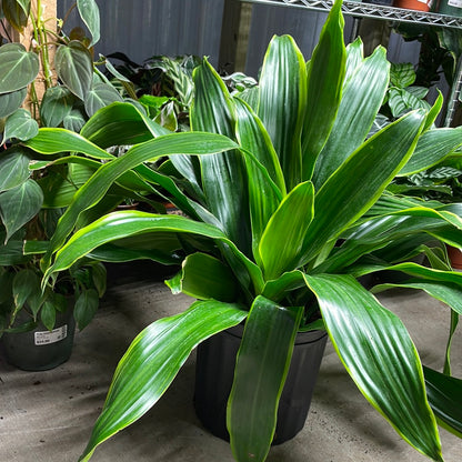 Dracaena Fragrans