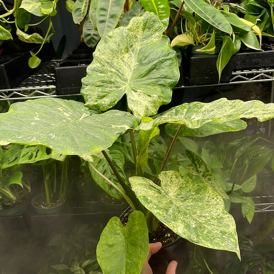 Alocasia Blizzard