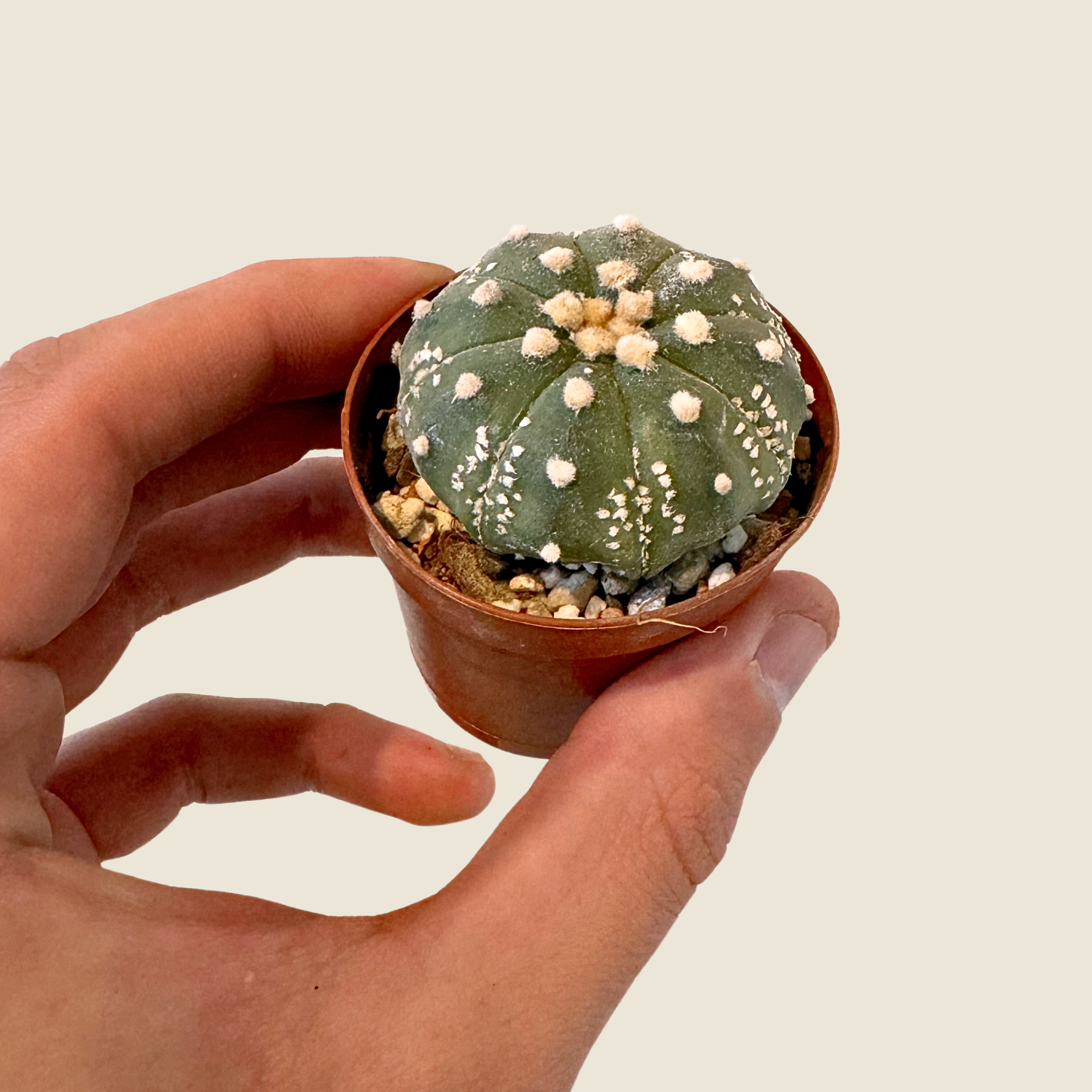 Cactus Astrophytum Asterias