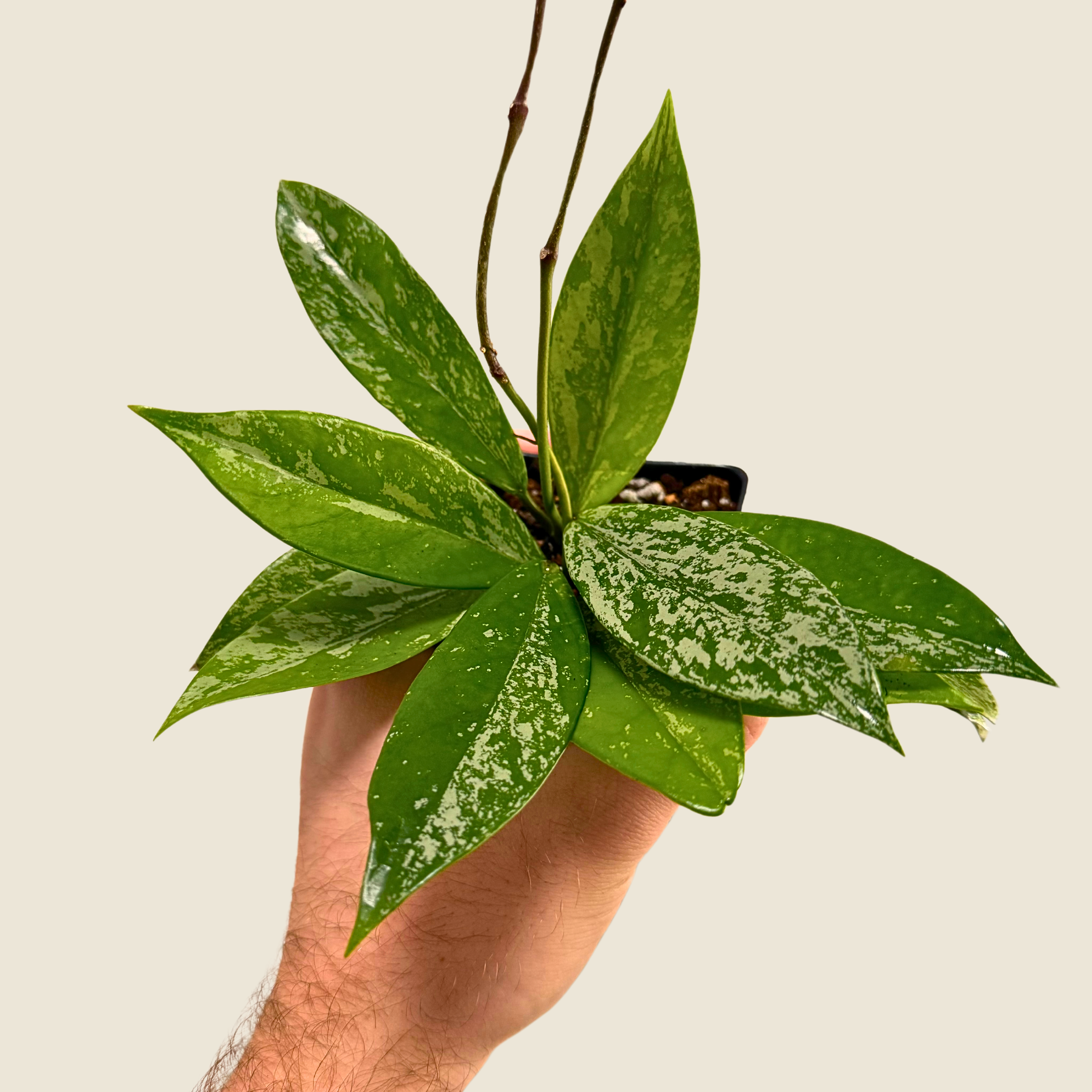 Hoya Pubicalyx