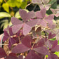 Oxalis Triangularis Purple Shamrock
