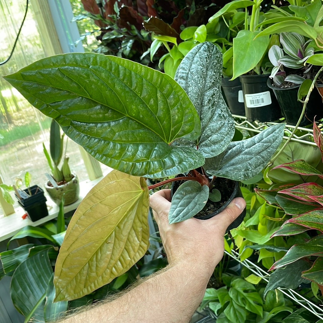 Anthurium Radicans x Luxurians