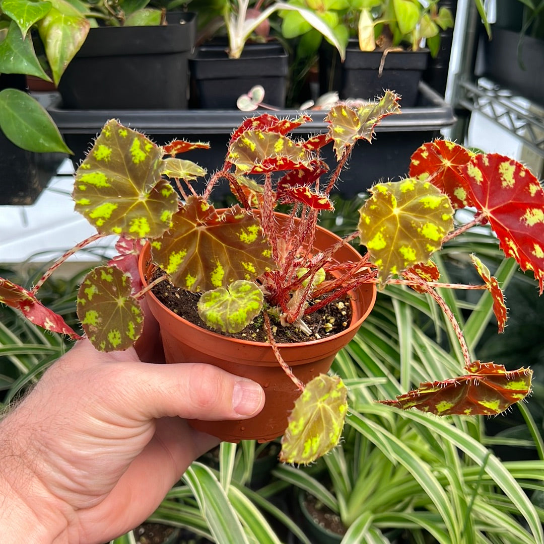 Begonia KitKat