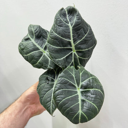 Alocasia Black Velvet