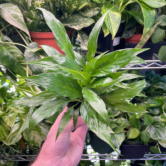Domino Peace Lily Variegated