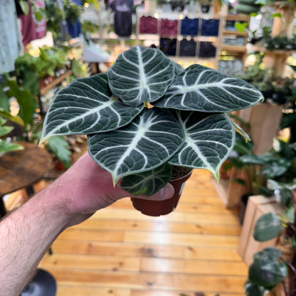 Alocasia Ninja