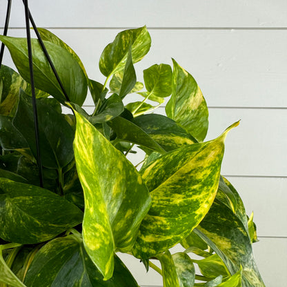 Pothos Hawaiian