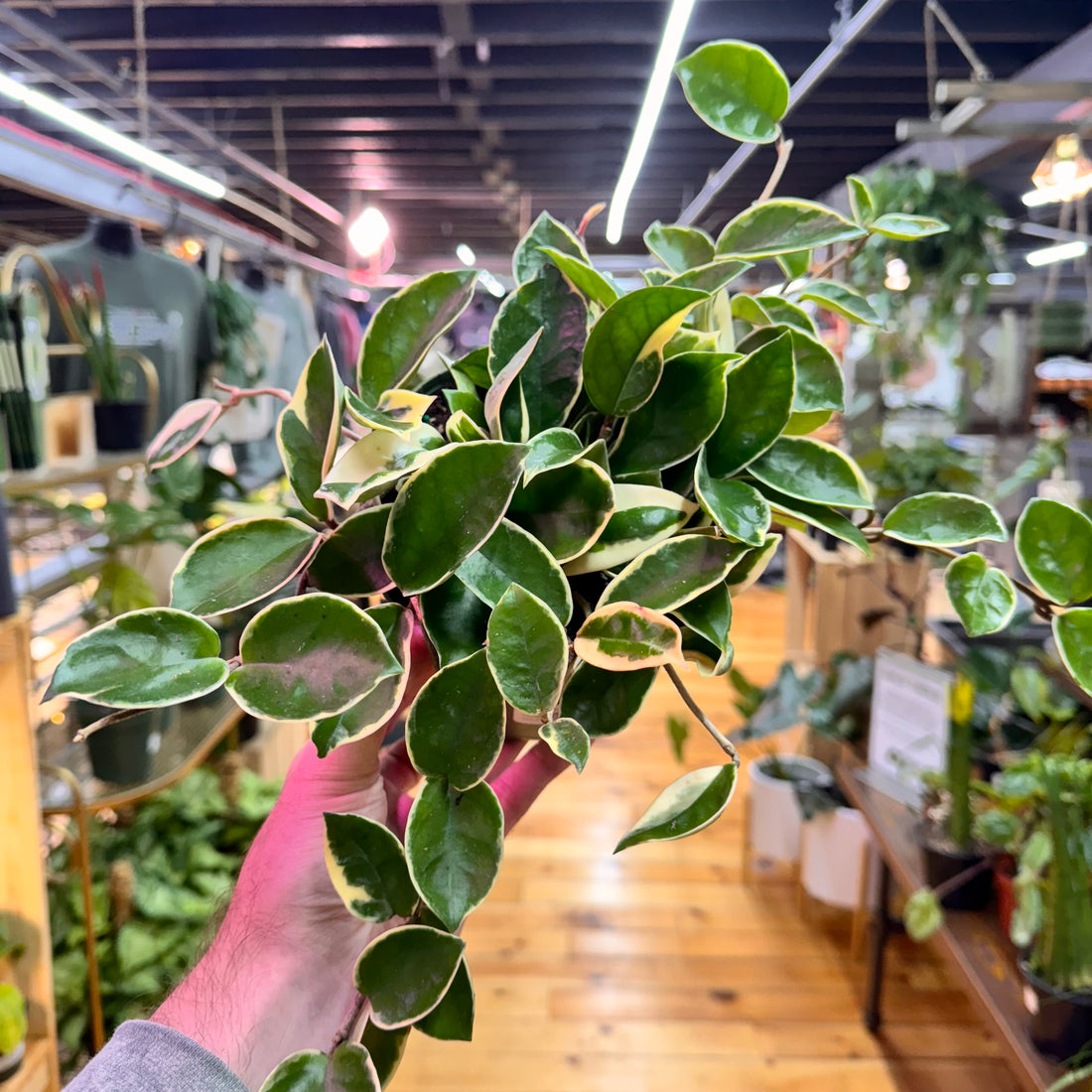 Hoya Krimson Queen