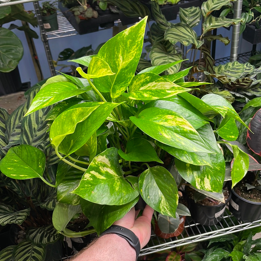 Pothos Golden