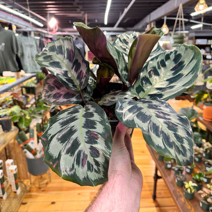 Calathea Helen Kennedy