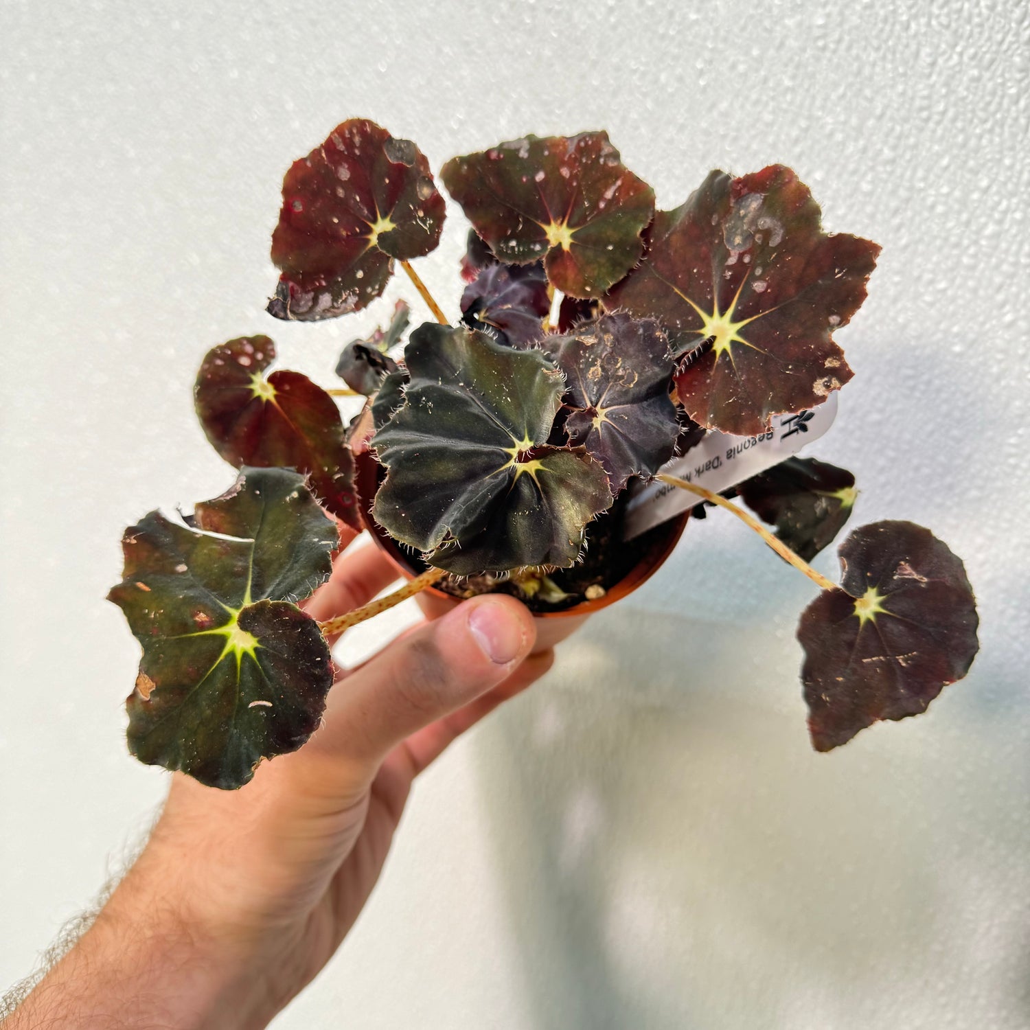 Begonia Dark Mambo