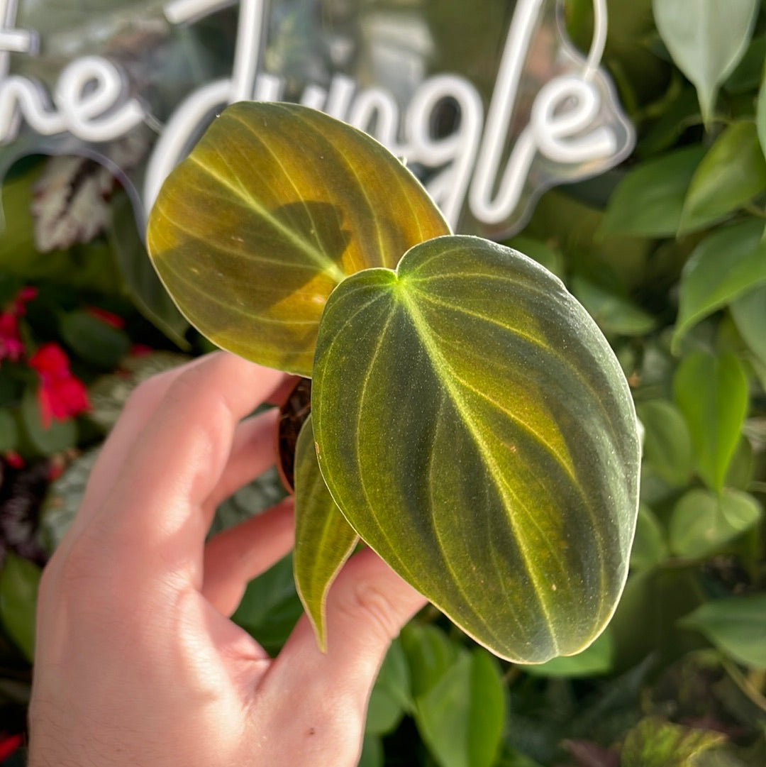 Philodendron Melanochrysum