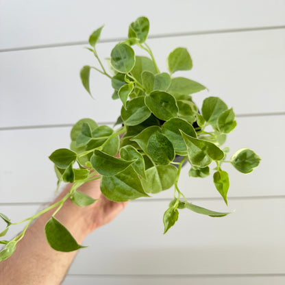 Peperomia Cupid