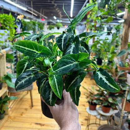 Syngonium Wendlandii Black Velvet