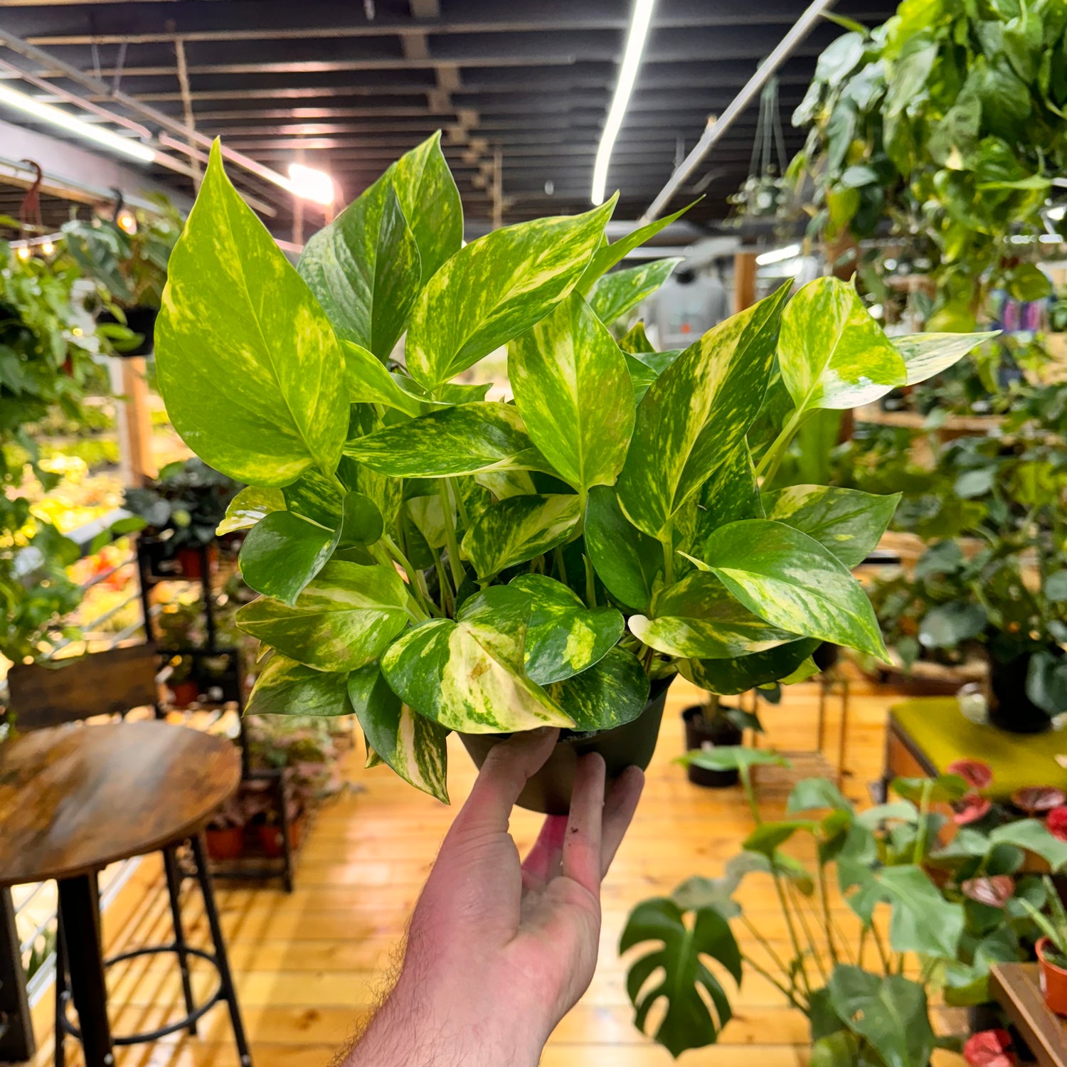 Pothos Hawaiian