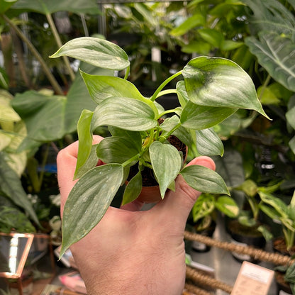 Philodendron Pastazanum Silver