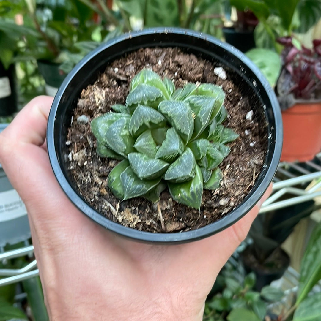 Haworthia Star Cactus