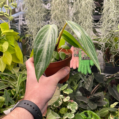 Peperomia Maculosa