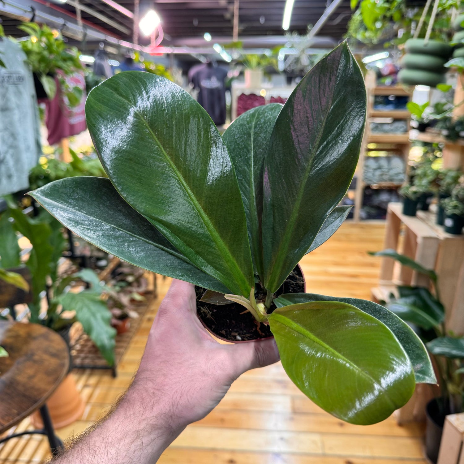 Philodendron Linnae Kunth