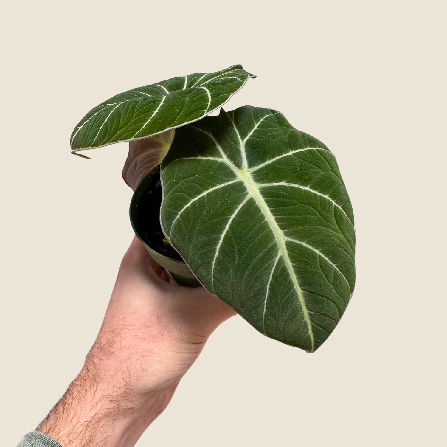 Alocasia Black Velvet