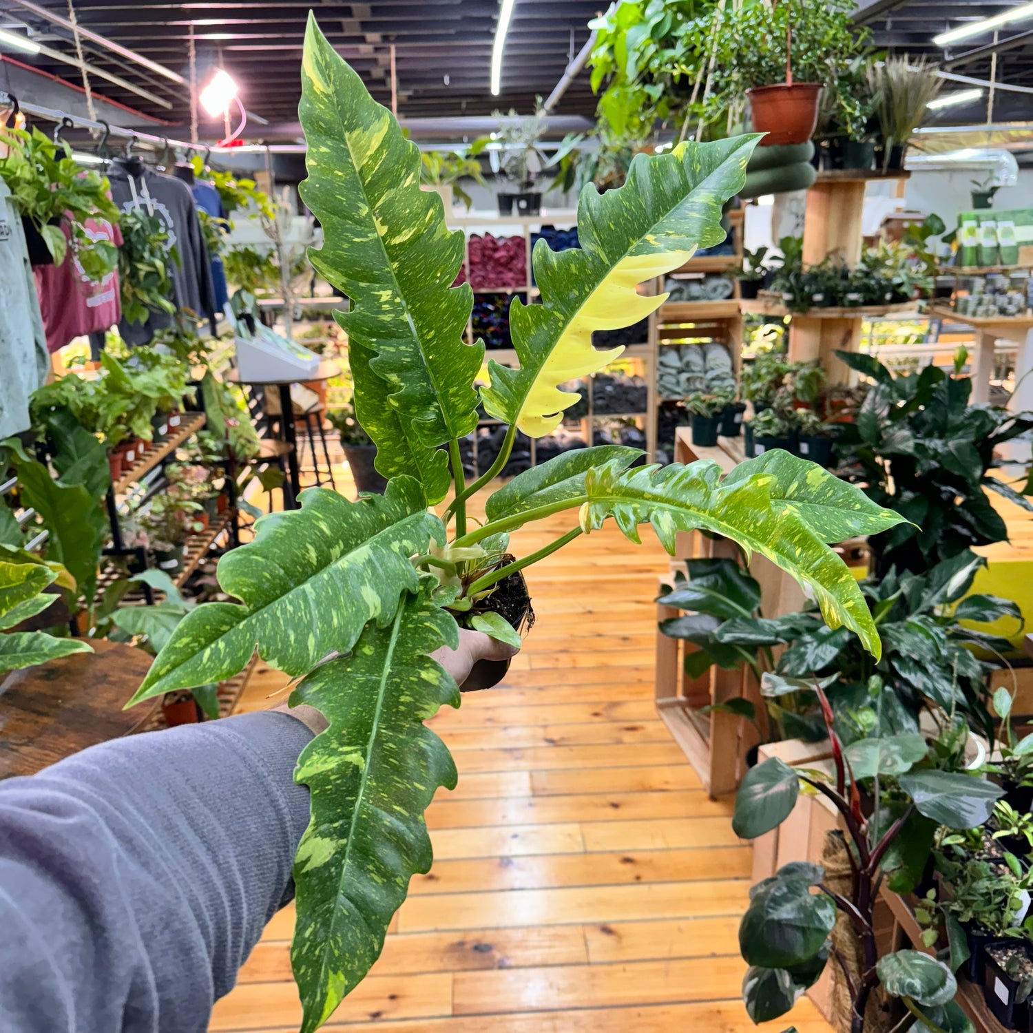 Philodendron Ring of Fire