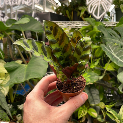 Calathea Rattlesnake