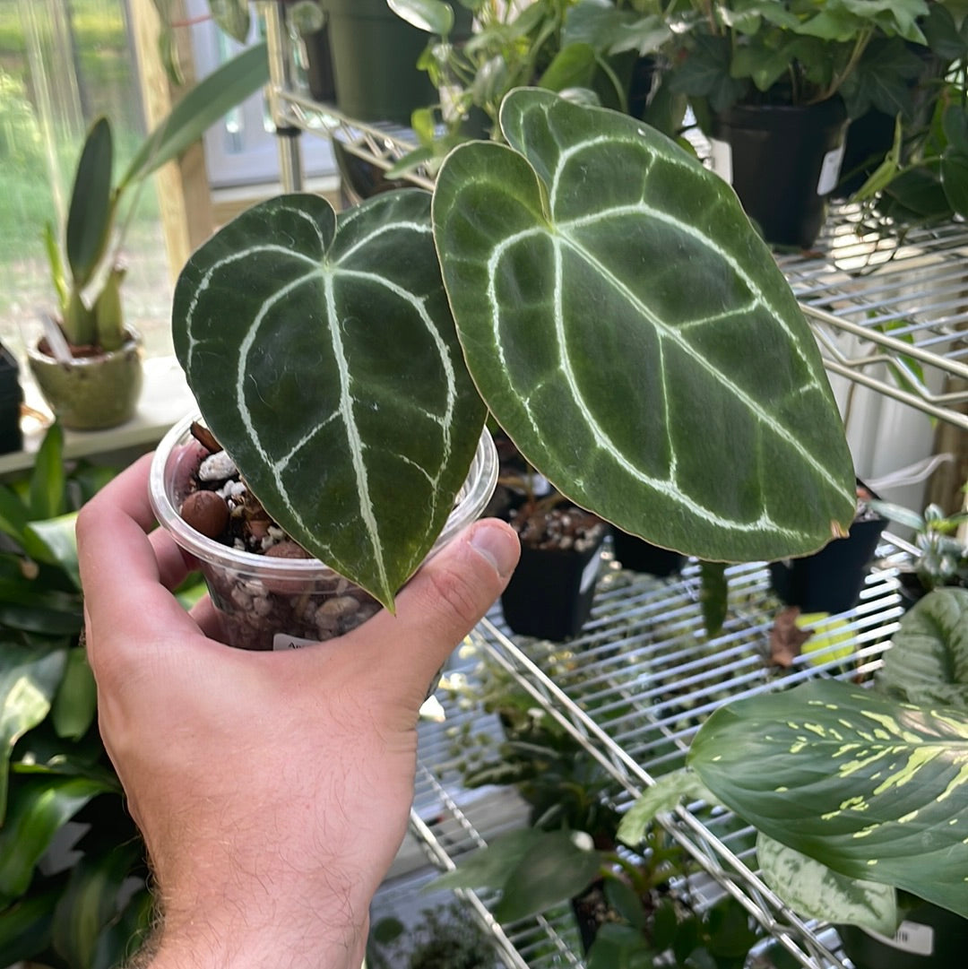 Anthurium Magnificum x Forgetti