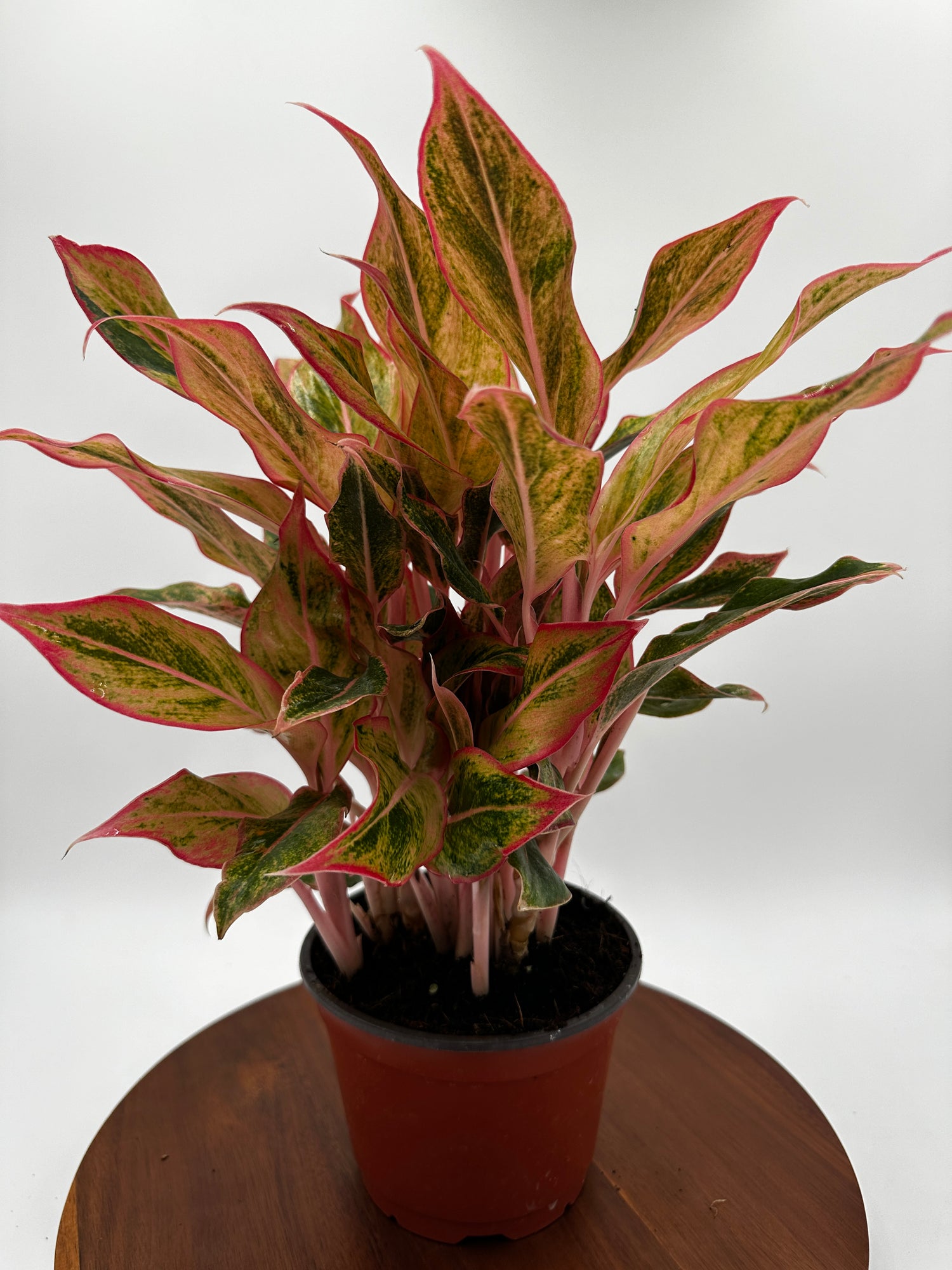 Aglaonema Orange Siam