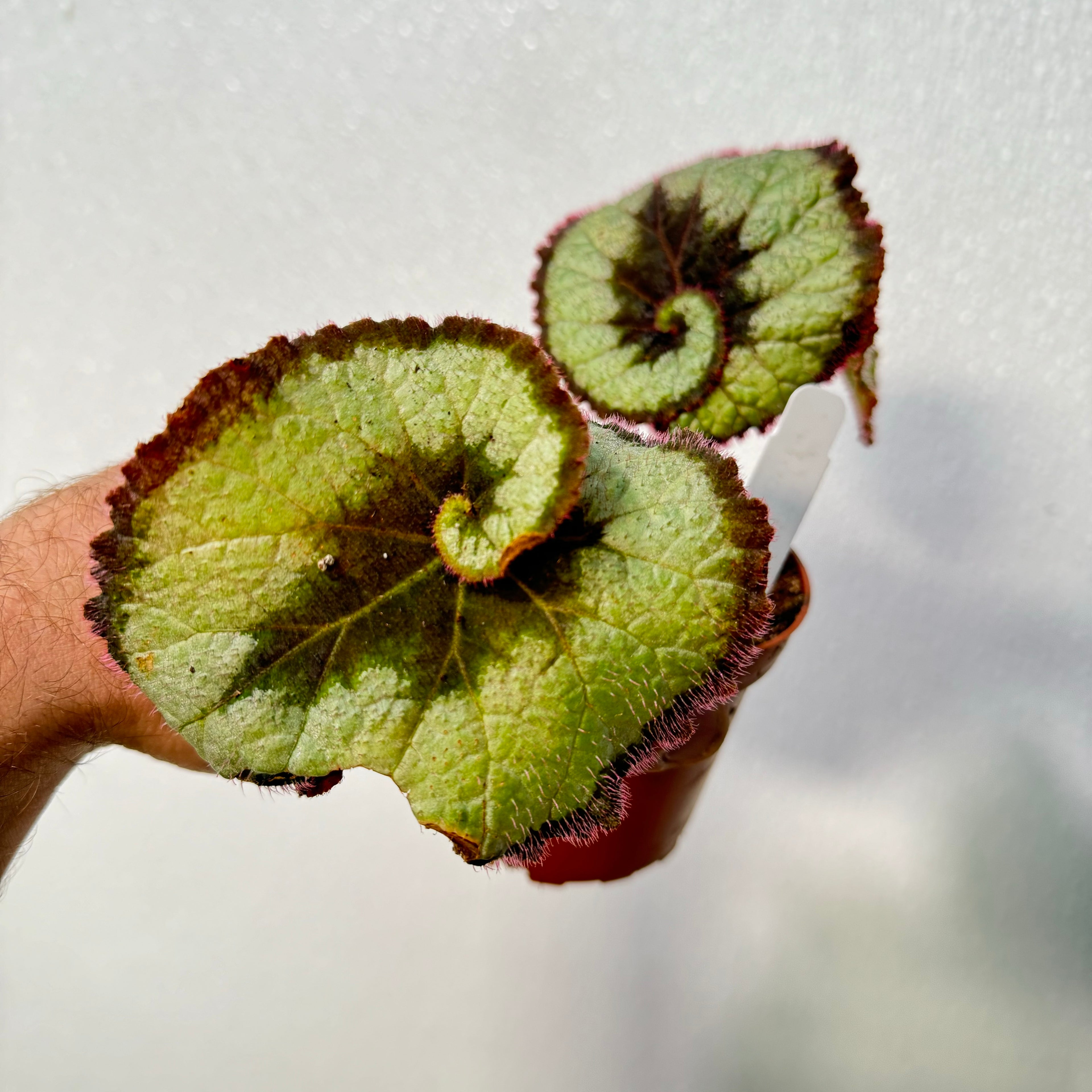 Begonia Rex Escargot