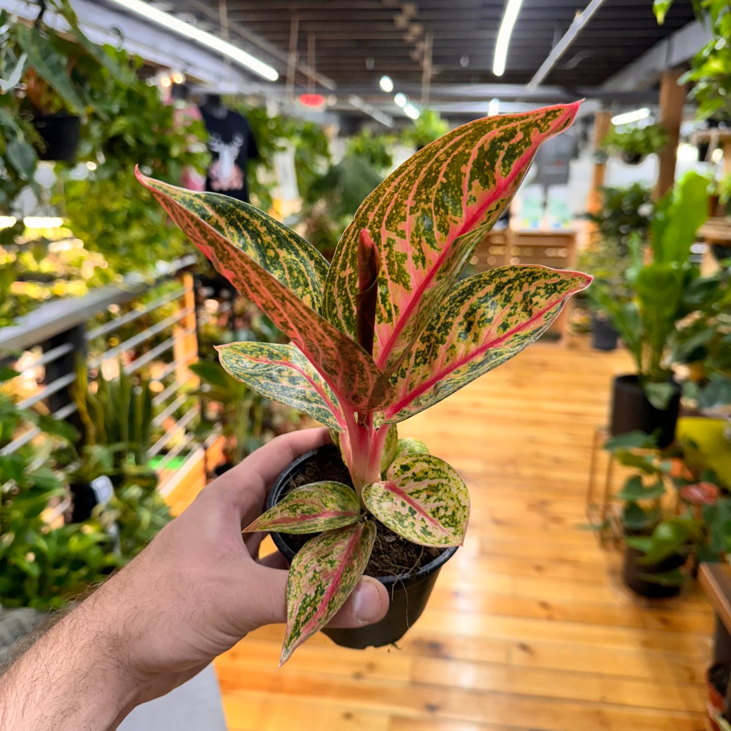 Aglaonema Gold Powder