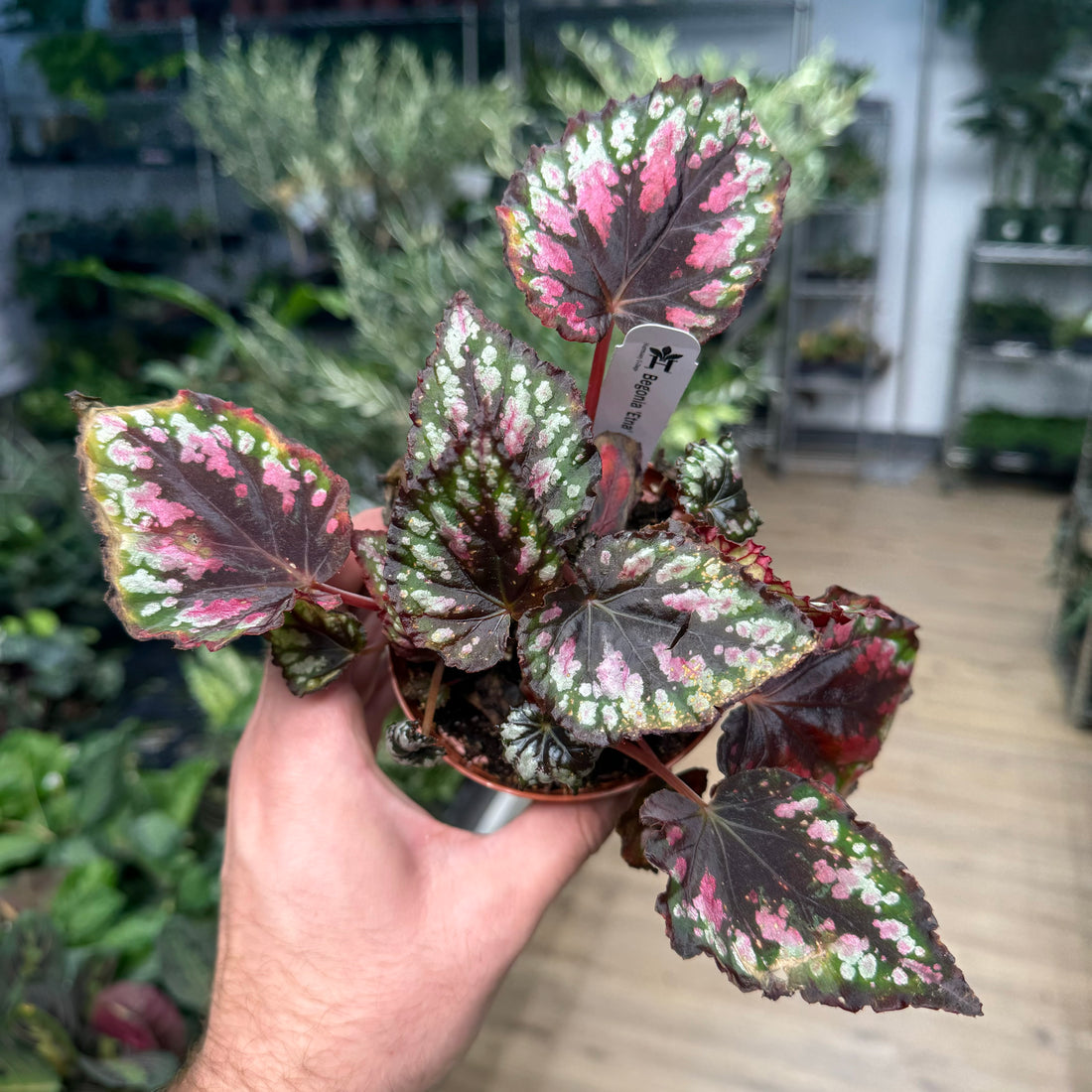 Begonia Etna