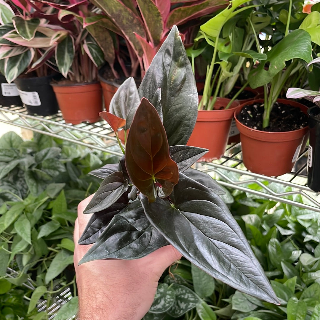 Syngonium Red Arrow