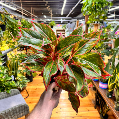 Aglaonema Red Siam