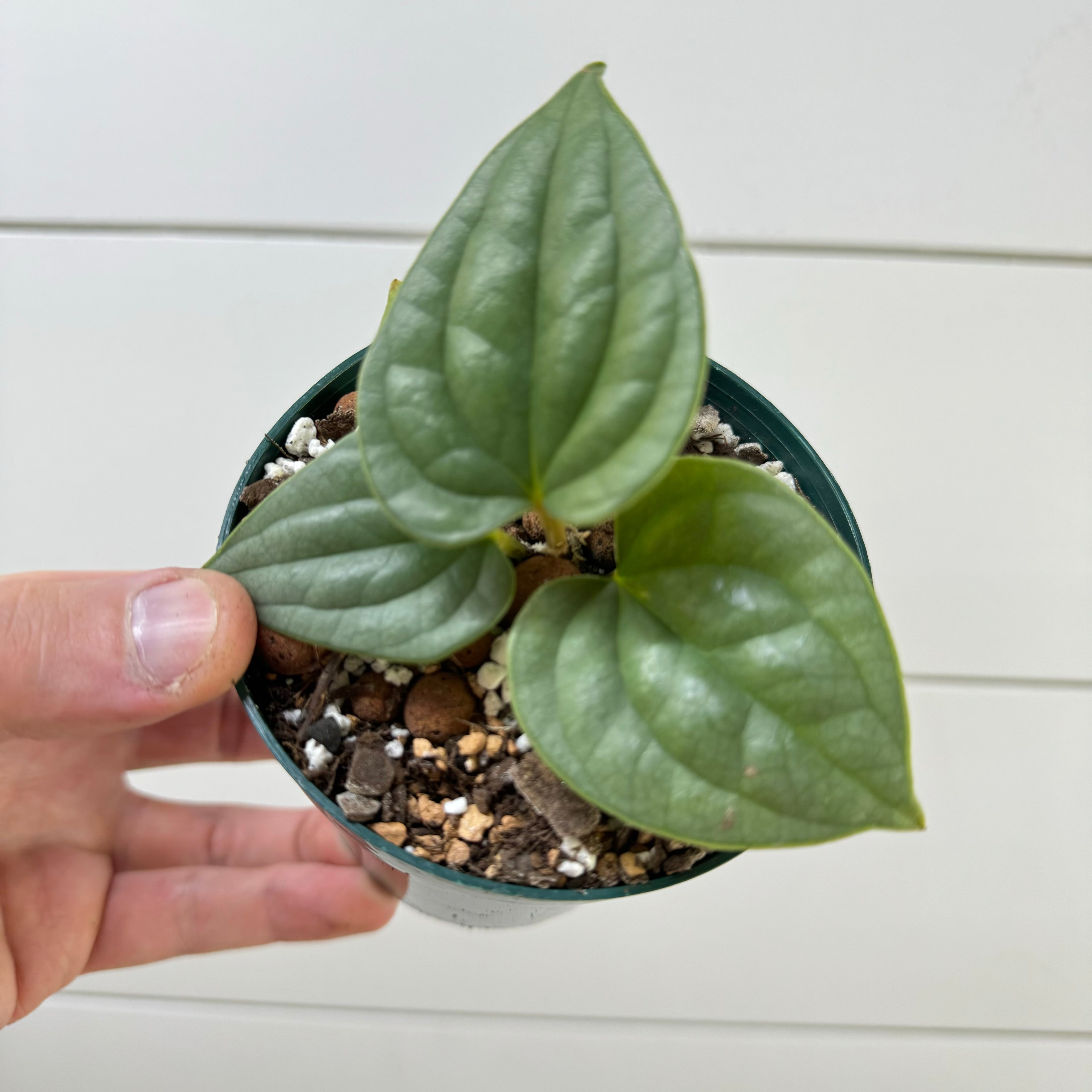 Anthurium Luxurians Platinum