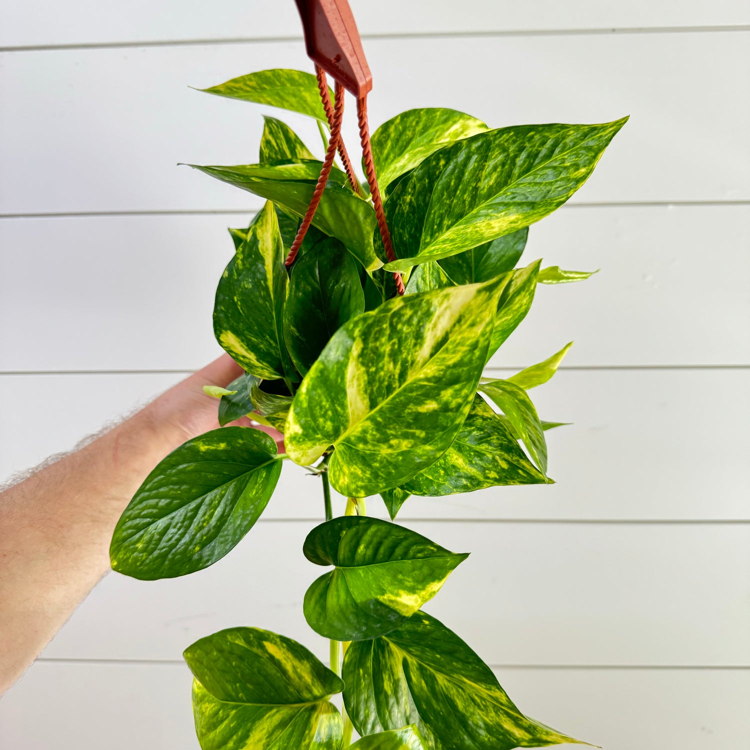 Pothos Hawaiian